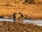 Baby elephant playing in waterhole in South Africa