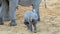 The baby elephant rubs its feet with its hind feet, as if it is tickling.