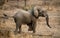 A baby elephant runs away. Zambia. Lower Zambezi National Park.