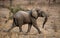 A baby elephant runs away. Zambia. Lower Zambezi National Park. Zambezi River.