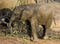 Baby elephant`s portrait during a safari in the Savanna