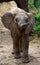 Baby elephant in the savannah. Close-up. Africa. Kenya. Tanzania. Serengeti. Maasai Mara.