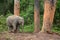 Baby Elephant Scratching on a Tree