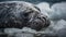 Baby Elephant Seal\\\'s First Call in the Antarctic