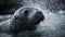 Baby Elephant Seal\\\'s First Call in the Antarctic