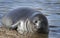 Baby elephant seal in water