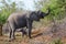 Baby elephant seeks protection from mother