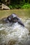 Baby elephant sits in waterfall, river