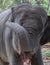 Baby elephant smiling