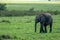 Baby elephant smiling in masai mara, kenya, africa.