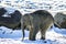 Baby Elephant in the snow