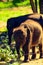 Baby Elephant in Srilanka