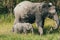 Baby elephant stands close to its parent, an adult elephant, in a grassy landscape
