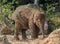 Baby Elephant stood in dirt