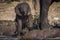 Baby elephant struggles along riverbank beside mother