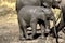 Baby elephant taking a bath in the mud