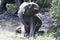 Baby elephant taking mud bath