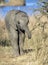 Baby elephant at a thorn tree