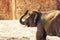 Baby Elephant throwing sand