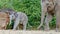 Baby Elephant walking with mommy