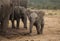 Baby elephant at water hole