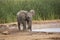 Baby elephant at water hole