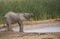 Baby elephant at water hole