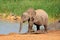 Baby elephant at waterhole