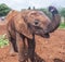 Baby Elephant Waves at the Camera