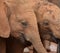 Baby elephants