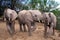 Baby Elephants