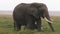 A baby elephants drinking milk from mama`s both teats