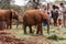 Baby elephants feed on grass at the Sheldrick Wildlife Trust that raises orphaned elephants, as