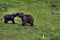 Baby elephants fighting