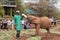 Baby elephants gets fed a milk bottle at the Sheldrick Wildlife Trust that raises orphaned