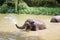 Baby elephants play in the water with fun