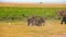 Baby elephants playing in Amboseli Park