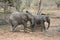 Baby elephants playing in a funny way in the Savanna