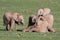 Baby Elephants Playing Games