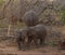 Baby elephants playing during a safari in the Savanna