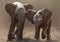 Baby elephants on road