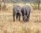 Baby Elephants, Tarangire National Park, Tanzania, Africa