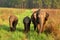 Baby elephants under mother care