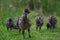 Baby Emu chick close up pecking the lawn