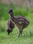 Baby Emu chick close up portrait