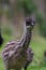 Baby Emu chick close up portrait