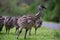 Baby Emu chick close up striking a pose