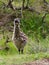 Baby Emu chick in grass