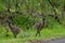 Baby Emu chicks close up striking a pose