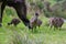 Baby Emu chicks with their Dad